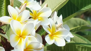 Cool Plants for your house and garden