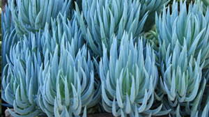 Cool Plants for your house and garden