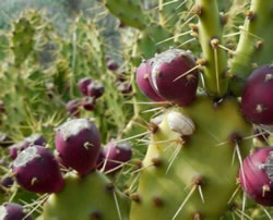20  Prickly Pear Cactus Fruit Seeds 