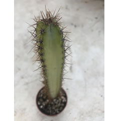 [Title}