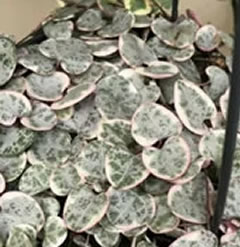 [Title}