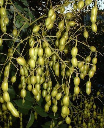 10 Japanese pagoda tree seeds. Styphnolobium japonicum.