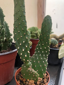 [Title}